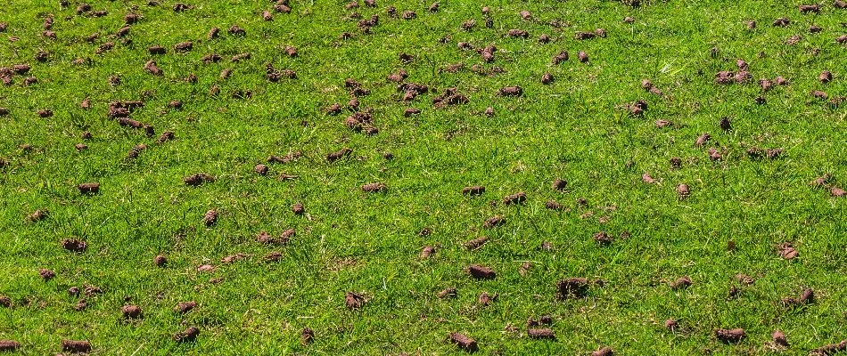 Aeration plugs on a lawn in Denver, CO.