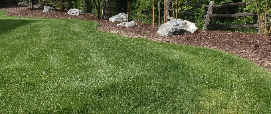 Green grass blades along a mulched area in Denver, CO.