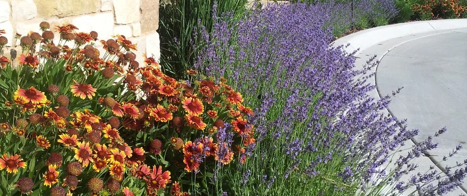 Colorful flowers in a landscape bed in Denver, CO.