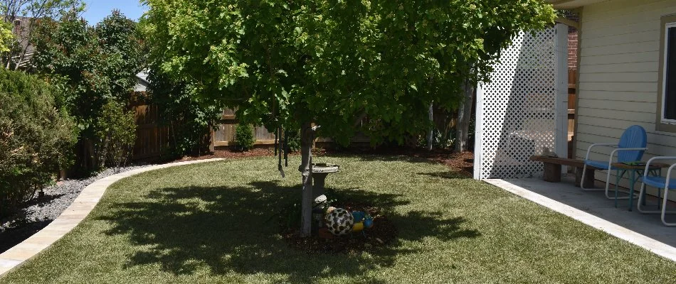 Healthy green lawn with a lush tree in Lakewood, CO.