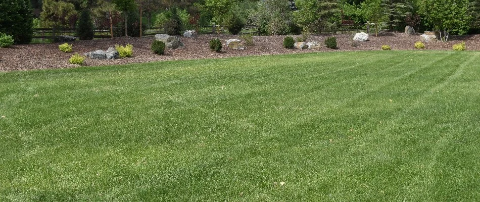 Healthy green lawn in Greenwood Village CO, with nearby plants.