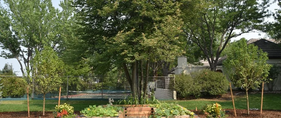 Healthy, lush trees on a landscape in Greenwood Village, CO.