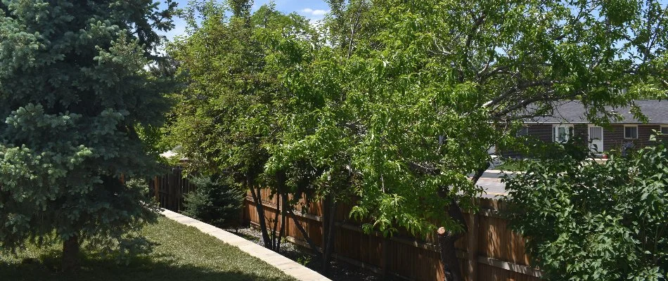 Yard in Denver, CO, with healthy lush trees.