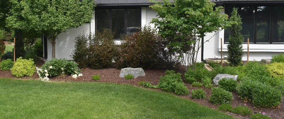 Neat green shrubs on a landscape bed in Denver, CO.