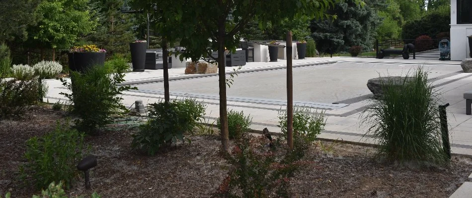 Trees in a landscape bed in Littleton, CO.