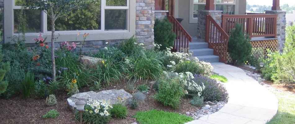Plants in a landscape bed in front of a home in Littleton, CO.