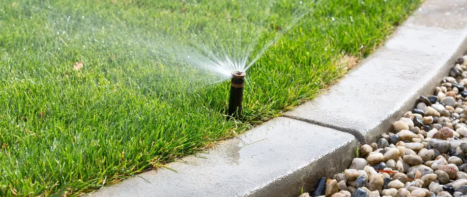 Irrigation sprinkler head next to a curb in Littleton, CO.