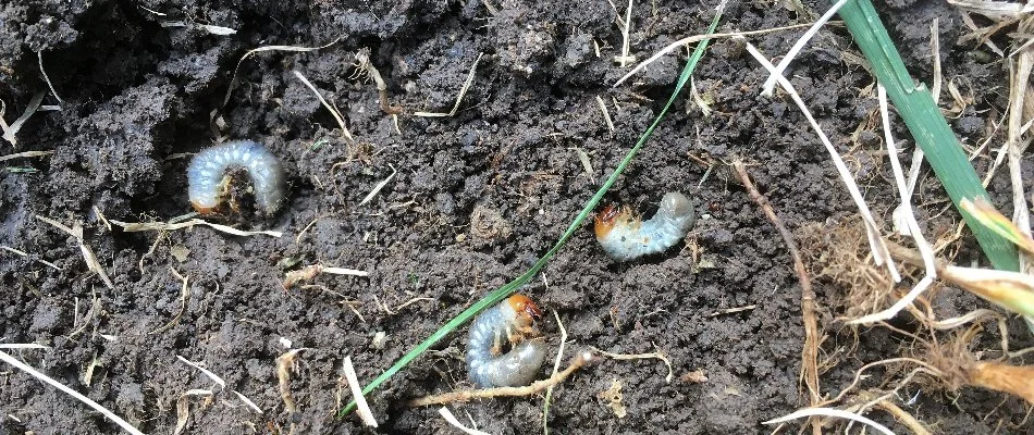 Three white grubs under a lawn in Denver, CO.