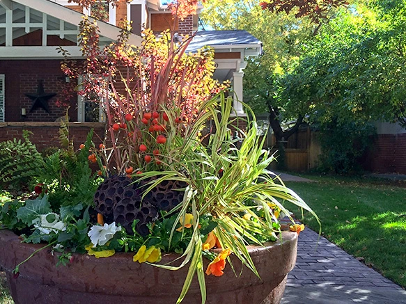 Colorful fall container with mixed plantings