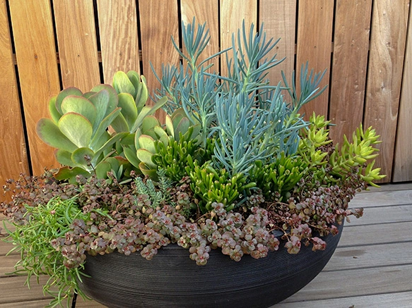 Succulent bowl arrangement
