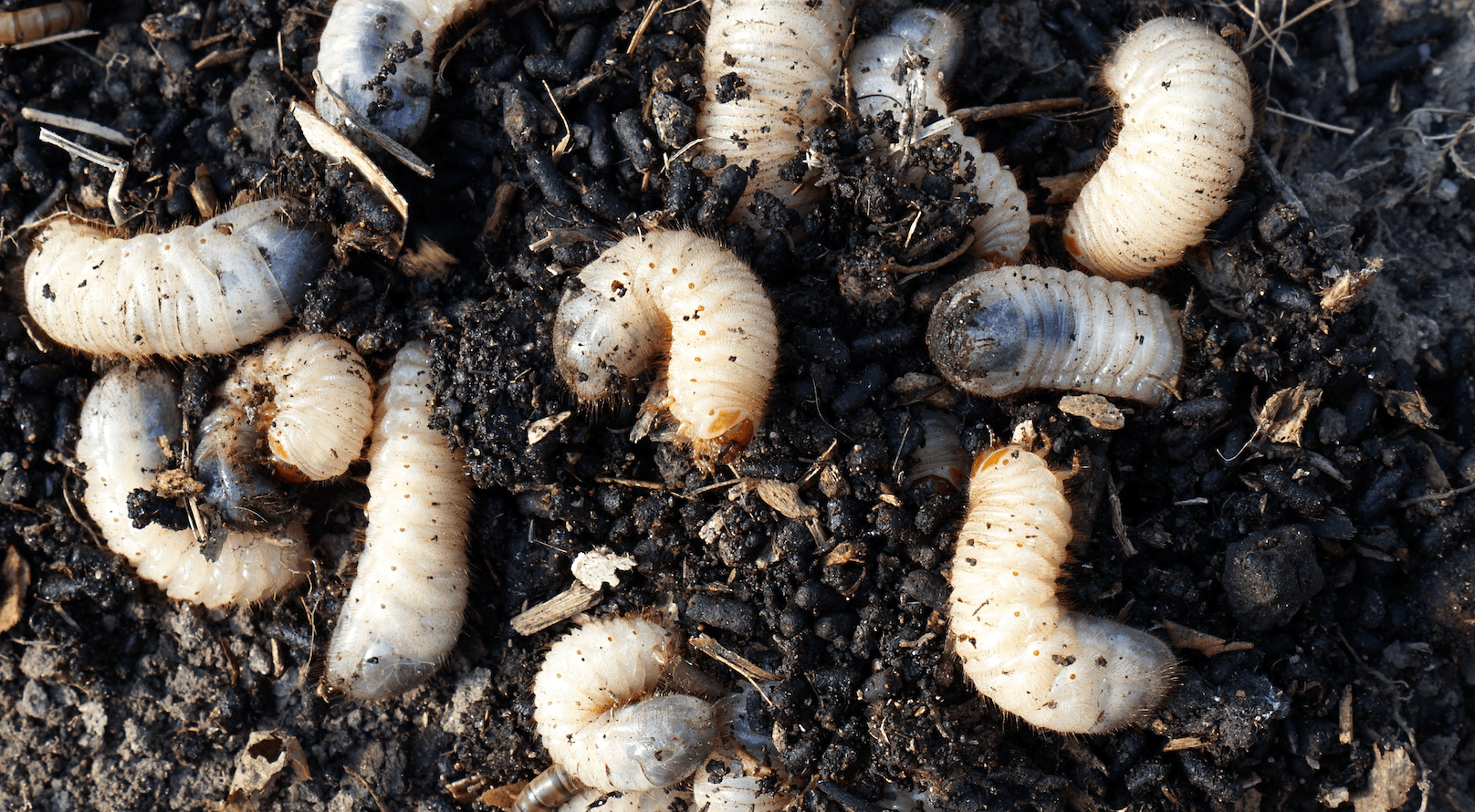 Grub Control - Grub prevention and treatment