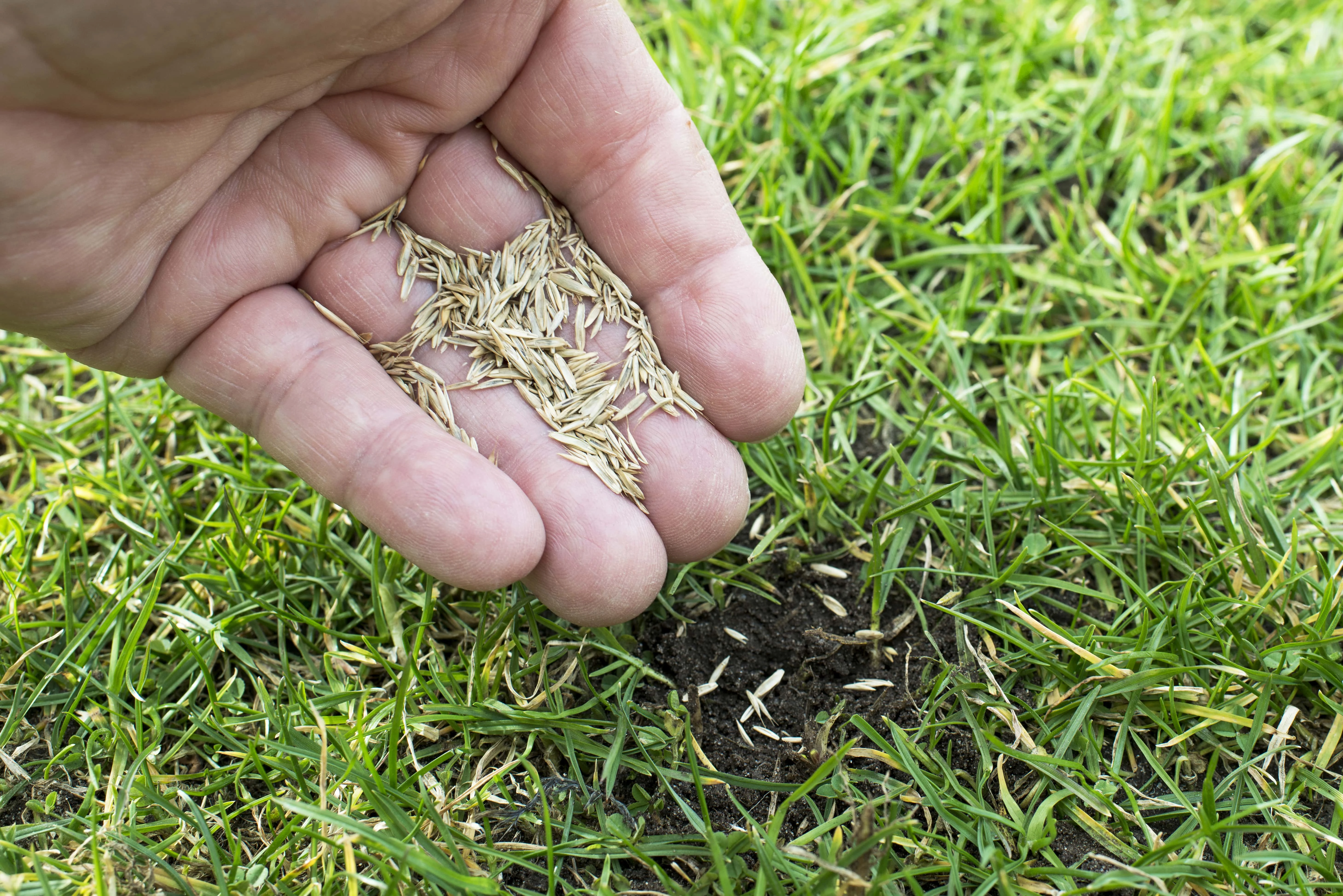 Overseeding - Lawn overseeding services
