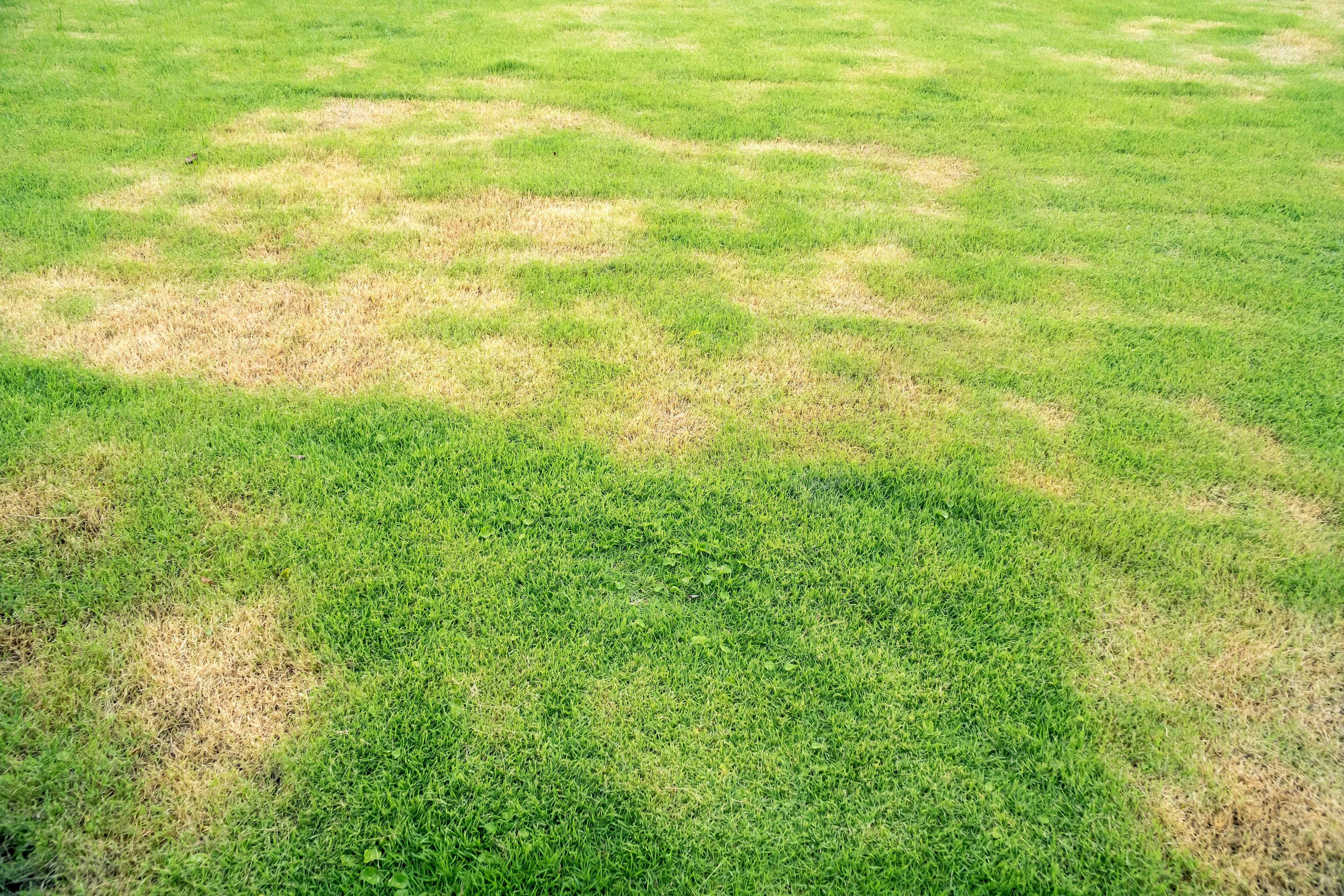 Ascochyta Leaf Blight - Treatment for ascochyta leaf blight