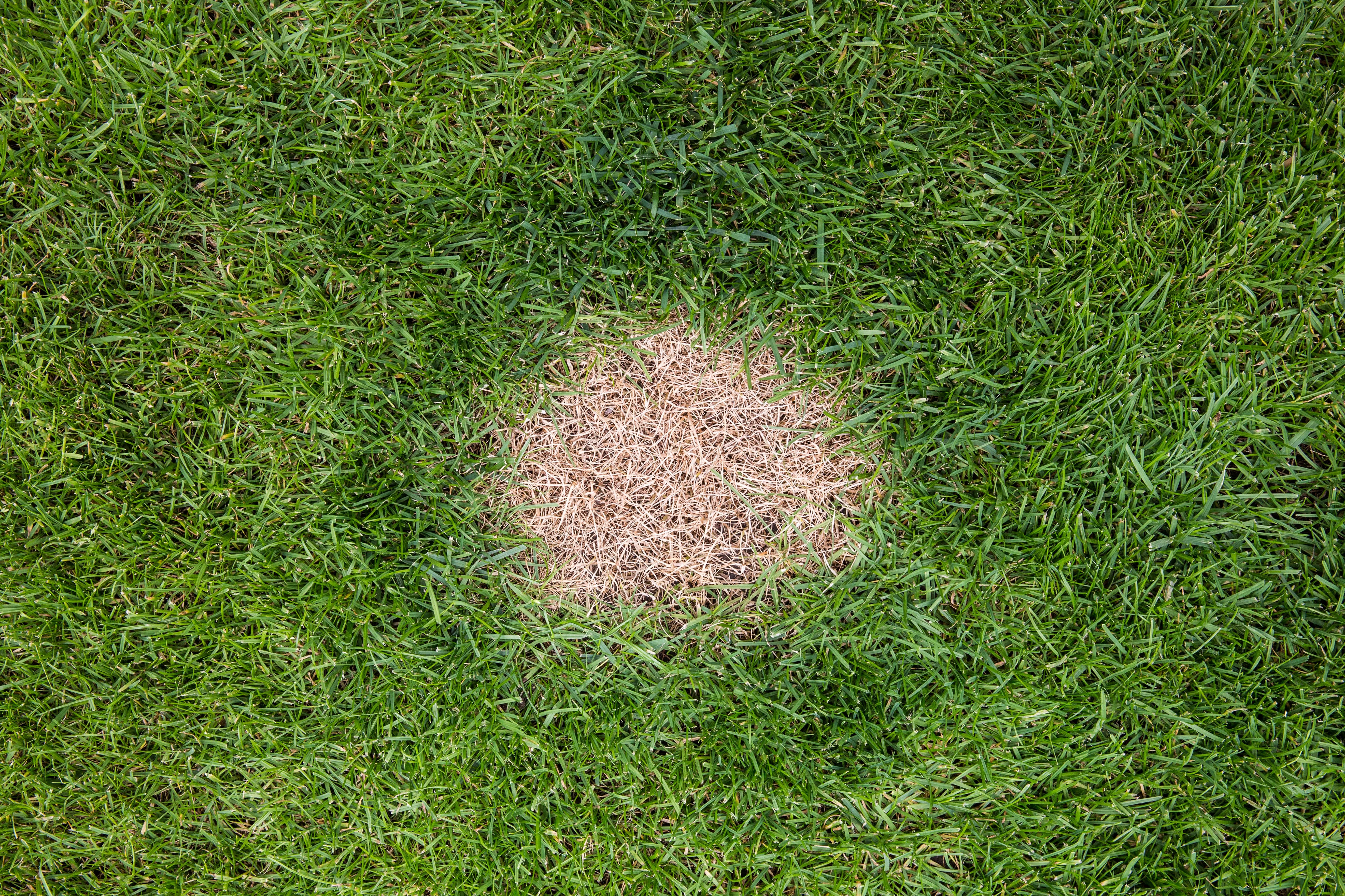 Necrotic Ring Spot - Treatment for necrotic ring spot disease