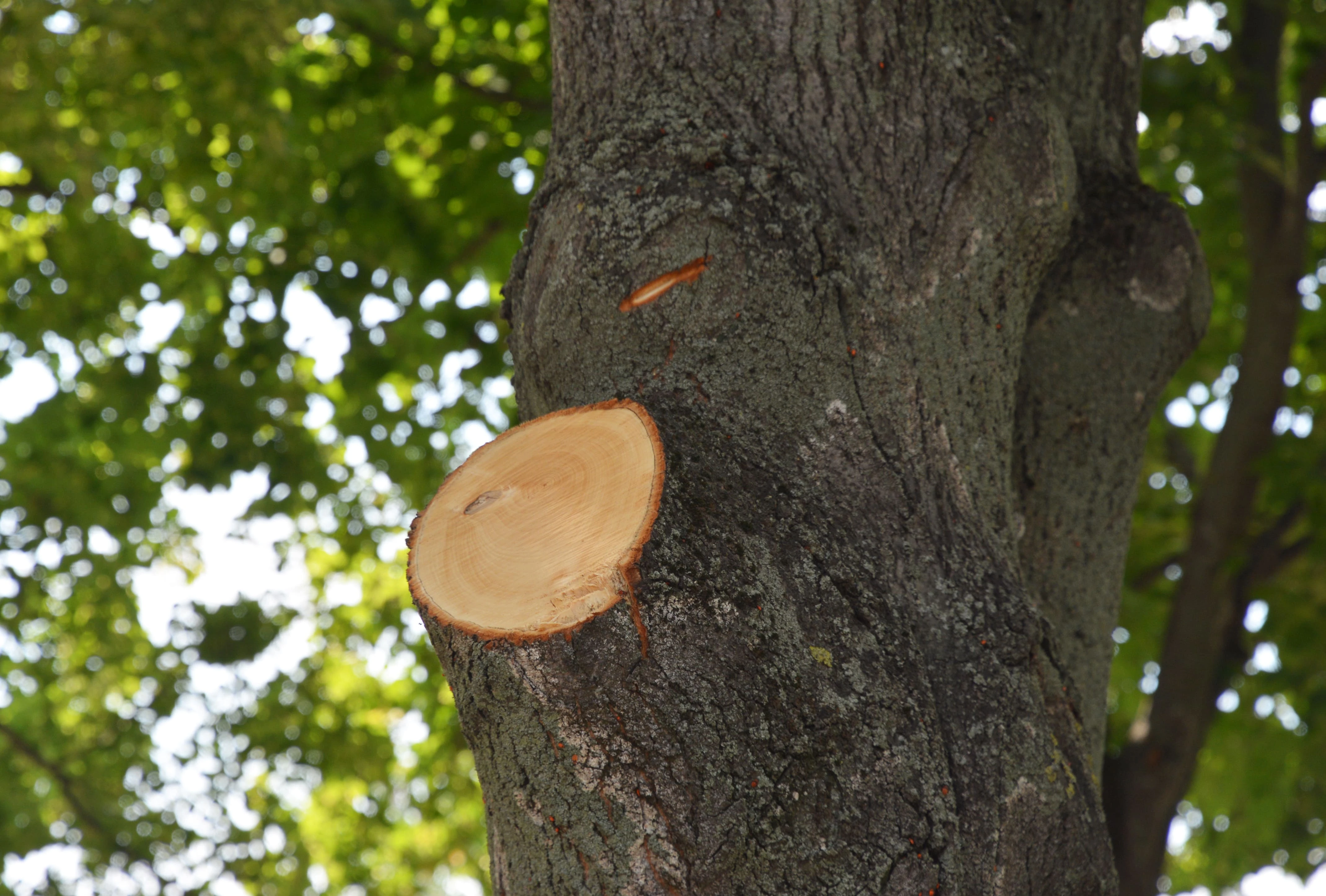 Tree Trimming and Tree Health Are Two Different Weston Services - Plant Care landscaping and lawn care advice
