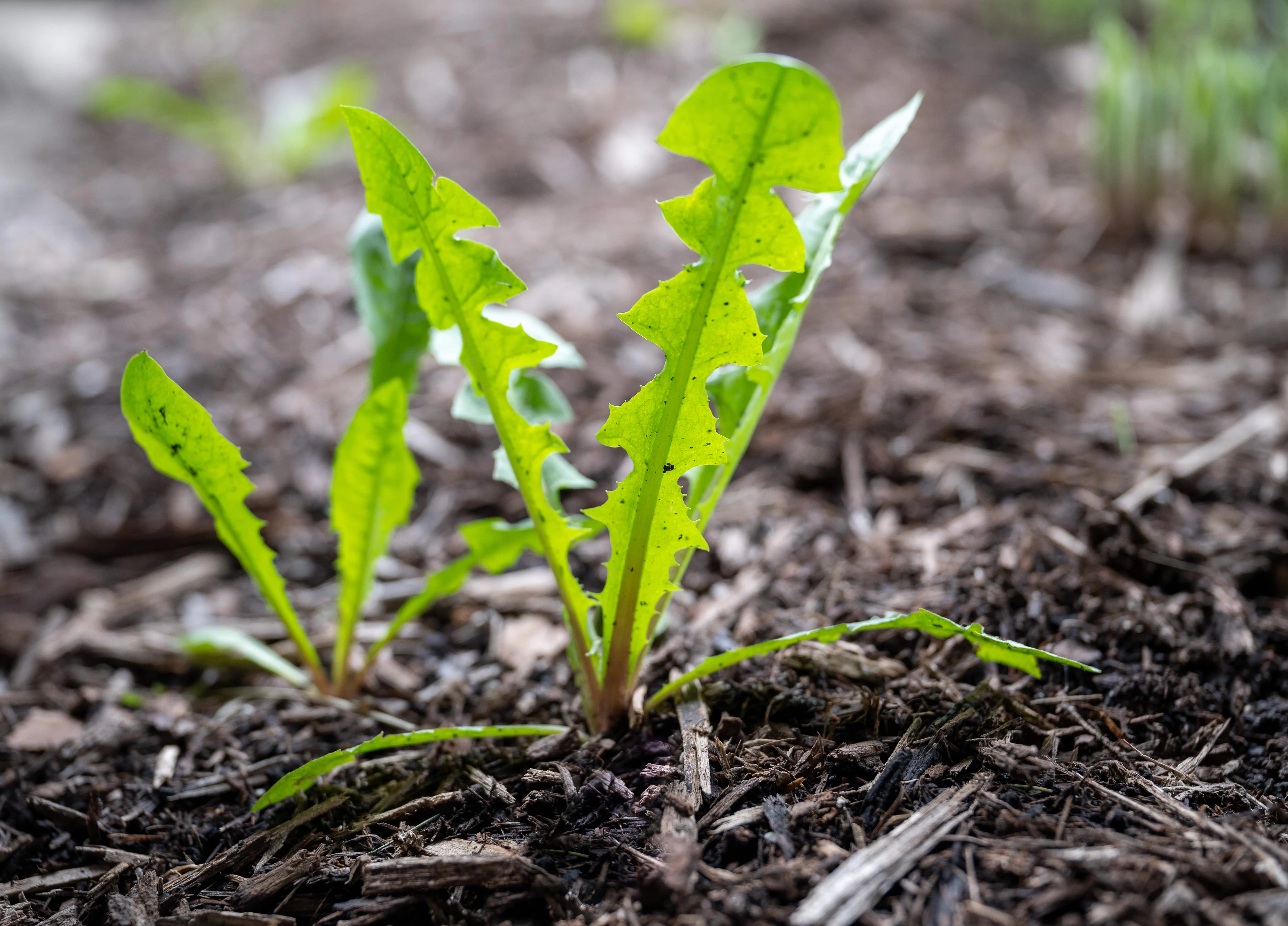 Bed Weed Control - Weed control for garden beds