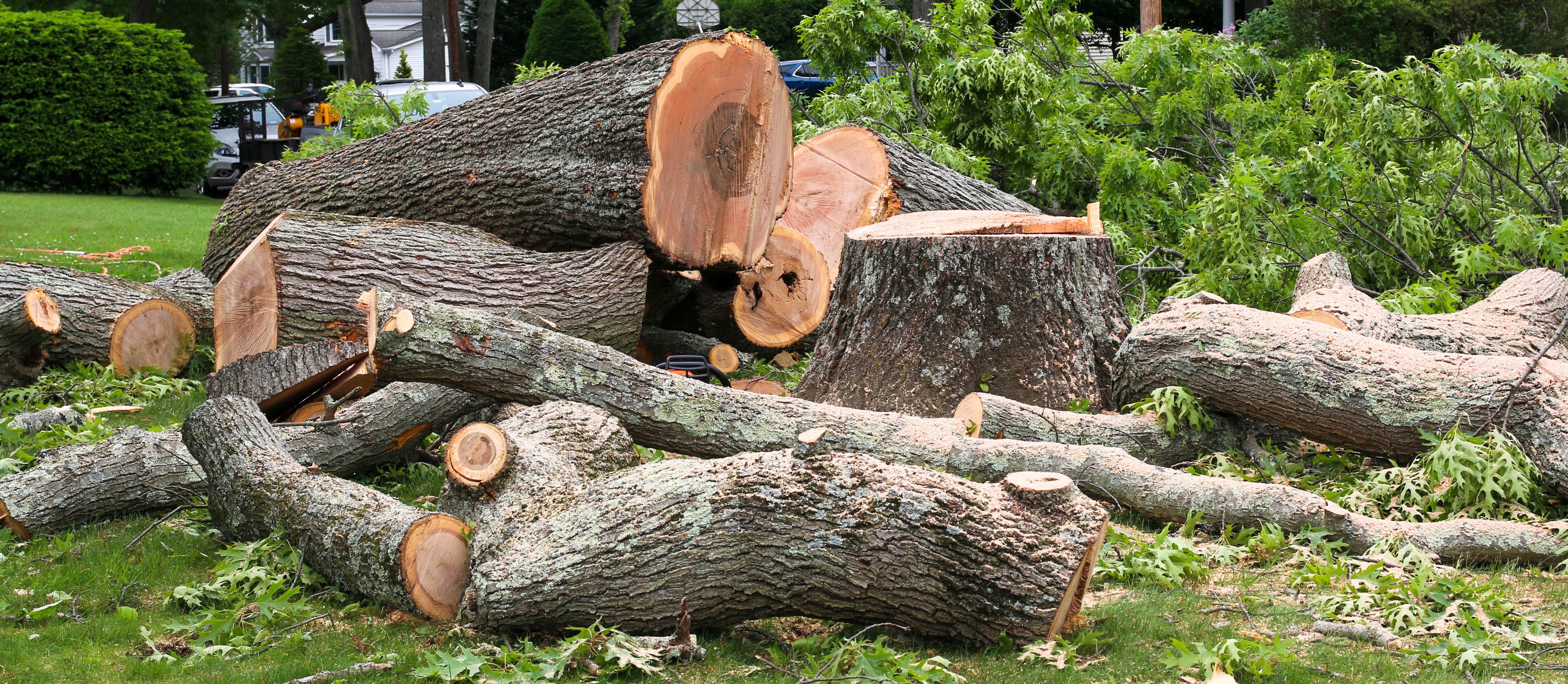 Tree Trimming & Removals services in Denver - professional landscaping and outdoor solutions