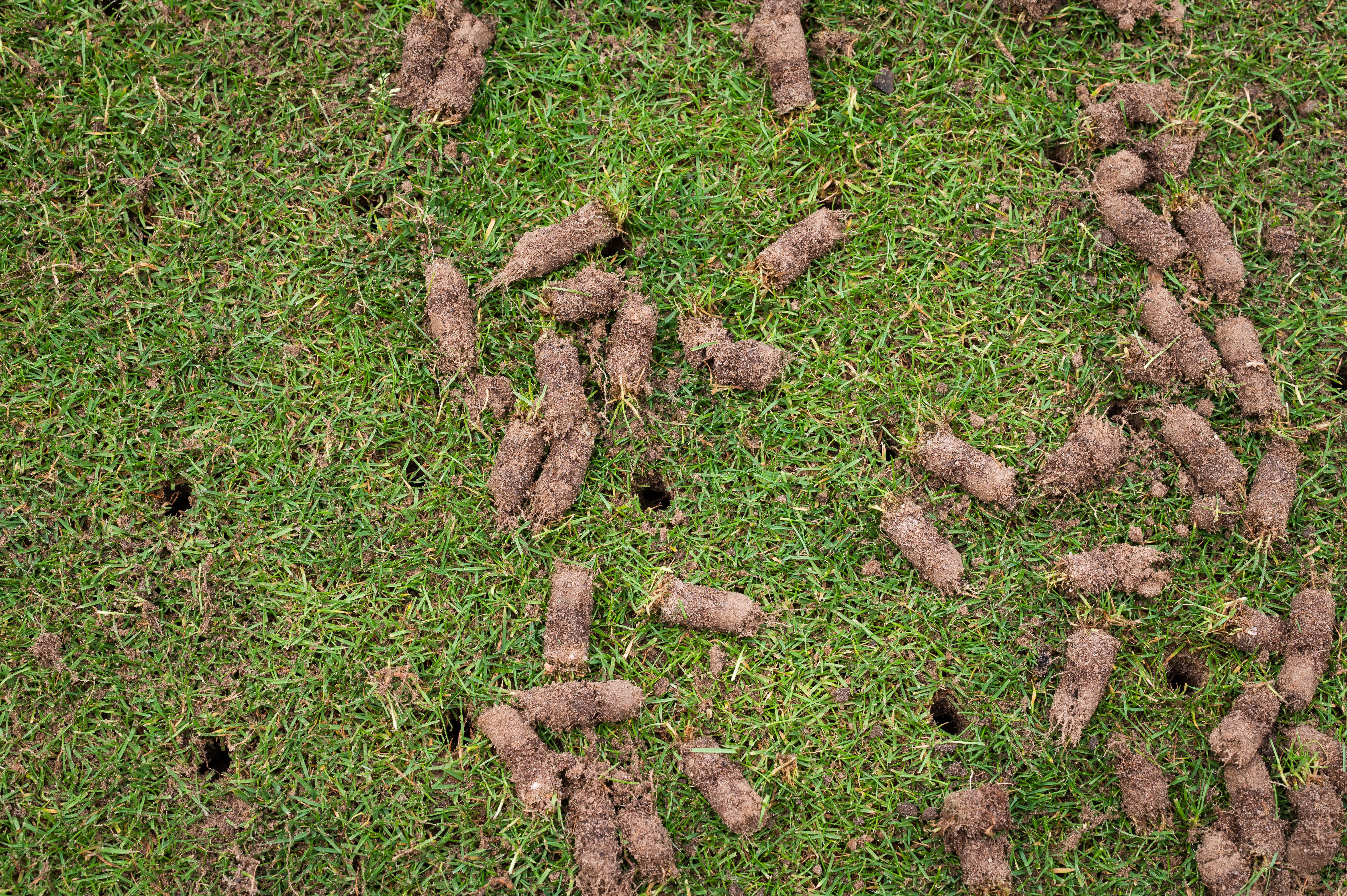 How Often Should You Core Aerate Your Lawn in Colorado? - Lawn Care article about Aerate your lawn in Colorado twice a year, once in the spring and once in the fa