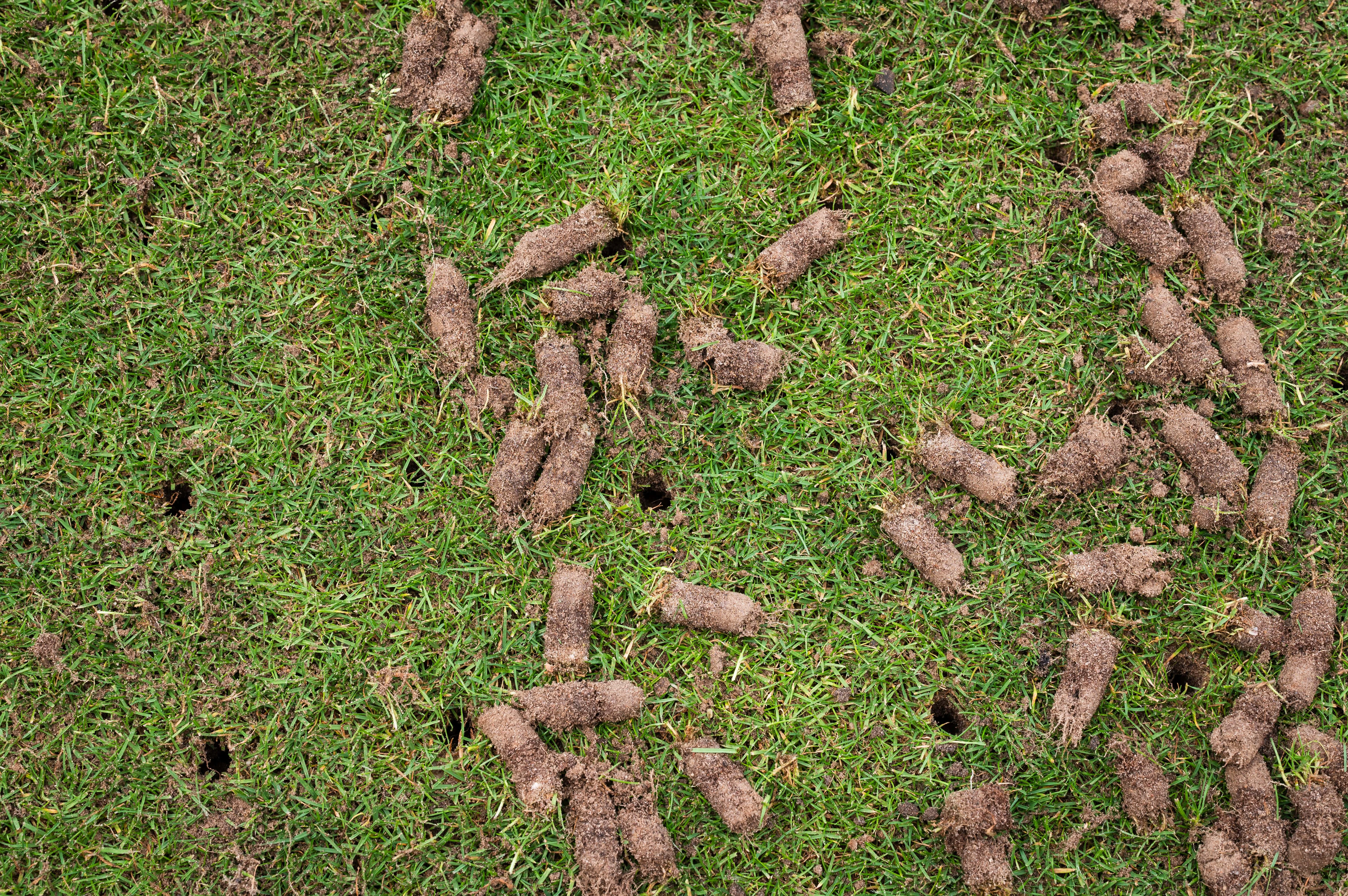 Lawn & Pest Control services in Denver - professional landscaping and outdoor solutions