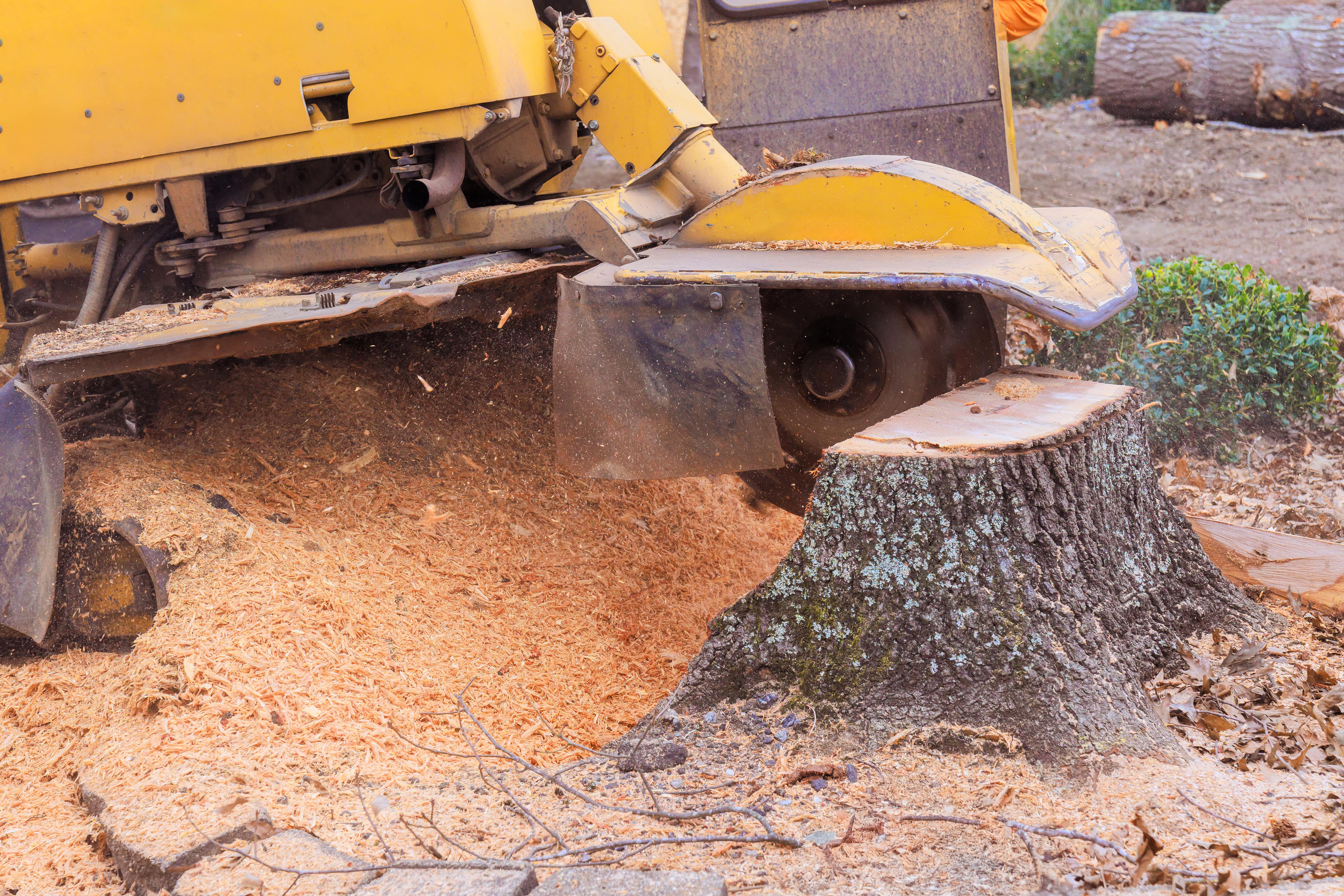 Stump Grinding - Professional stump grinding services