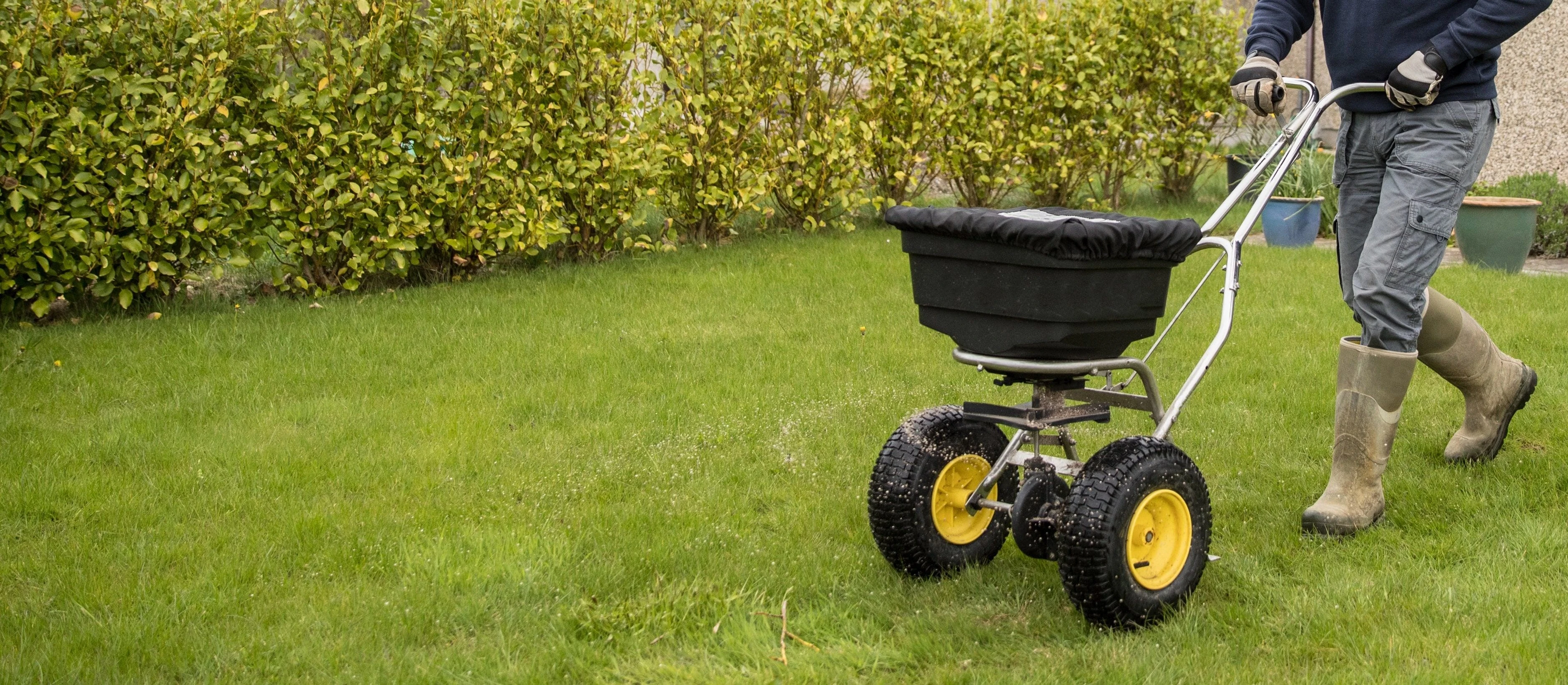 New Lawn Seeding - New lawn establishment through seeding