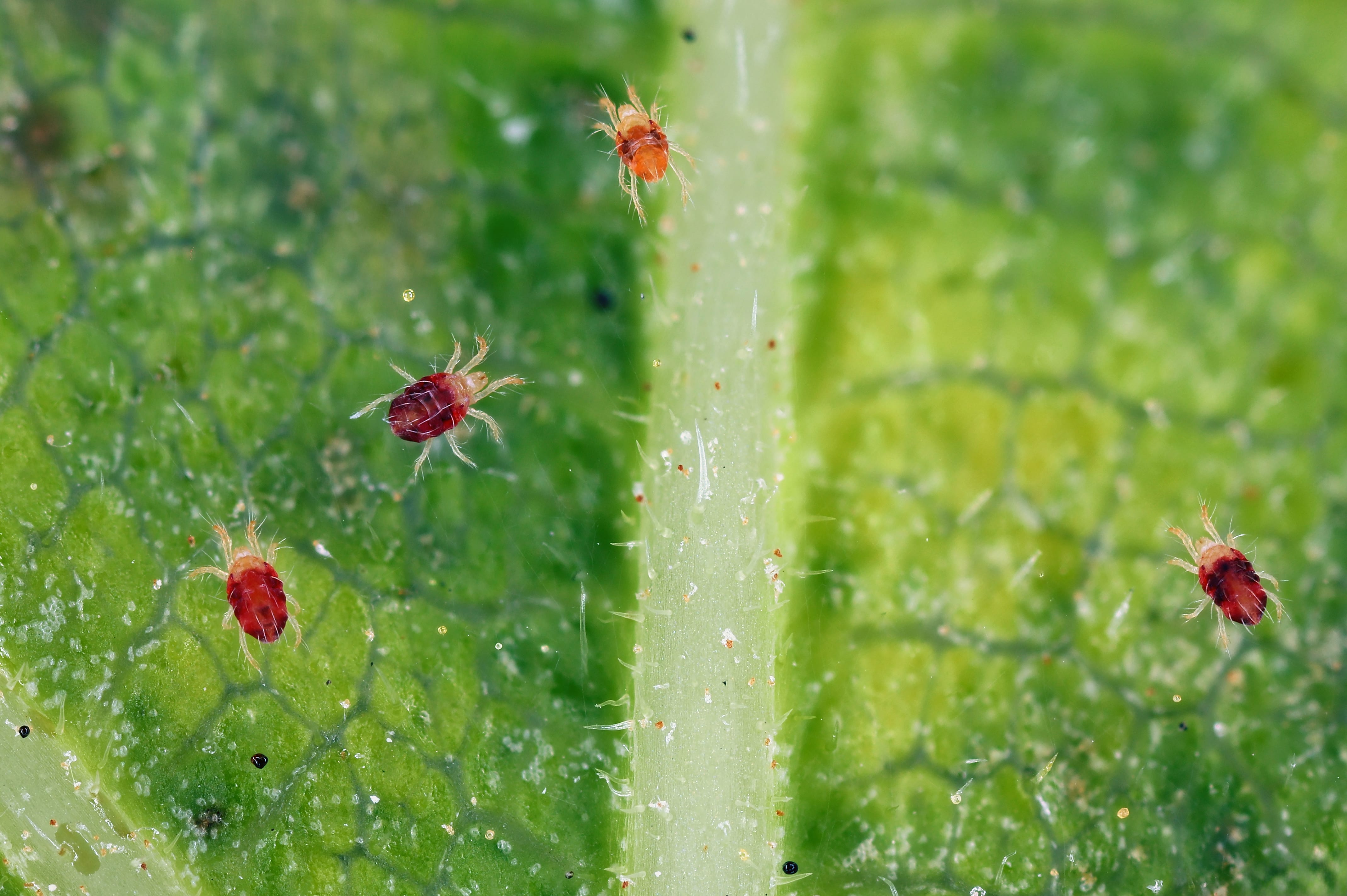 Spider Mites