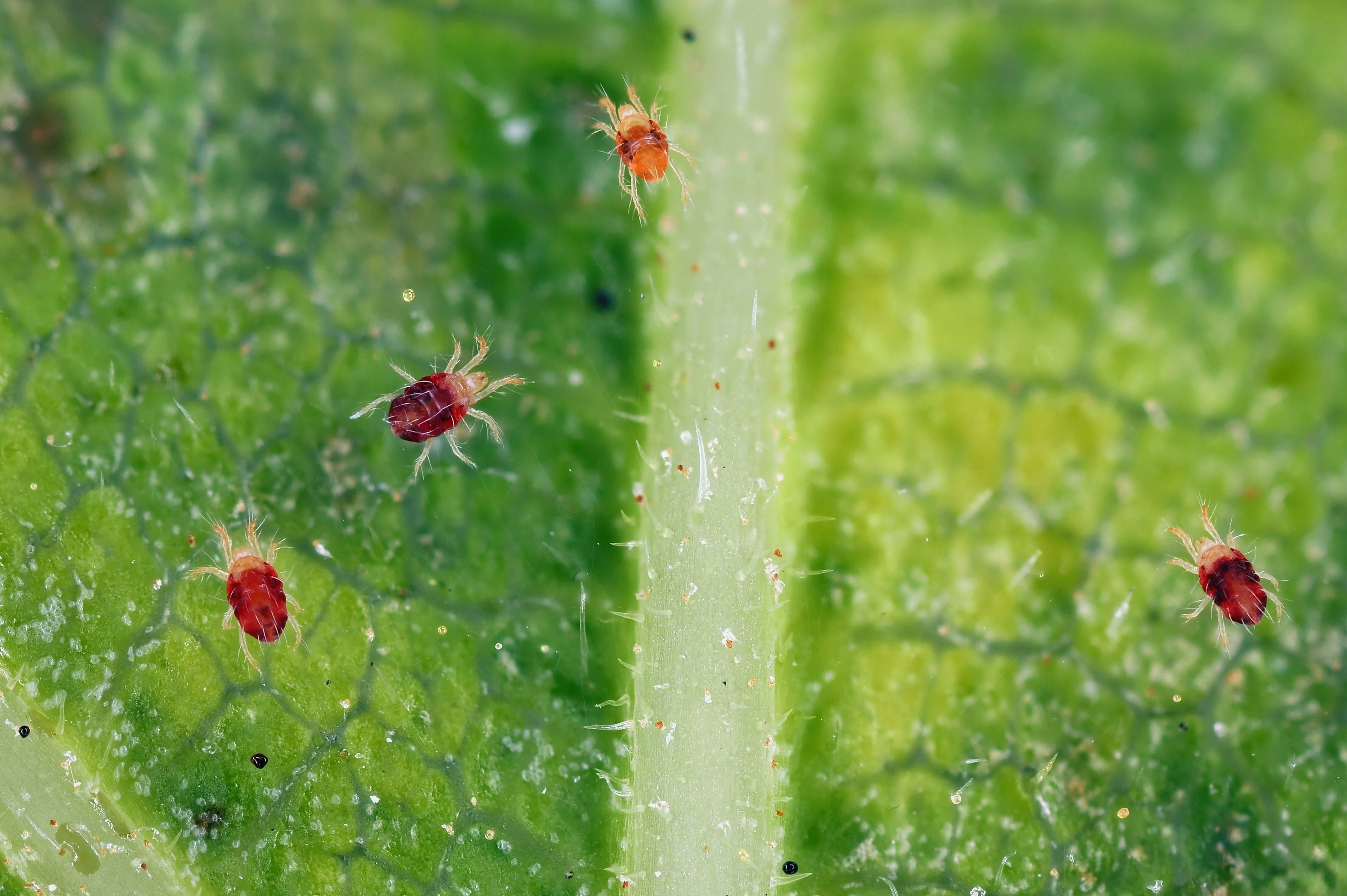 Spider Mites - Spider mite control and treatment